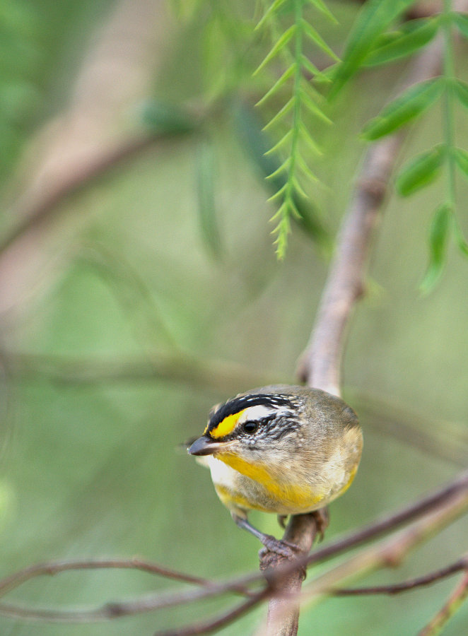 Striated Pardalote