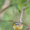 Striated Pardalote
