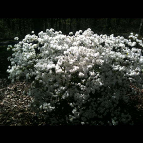 Spotting Image 1