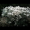 Azalea bush