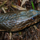 Northern Water Snake