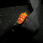 Shield Bug