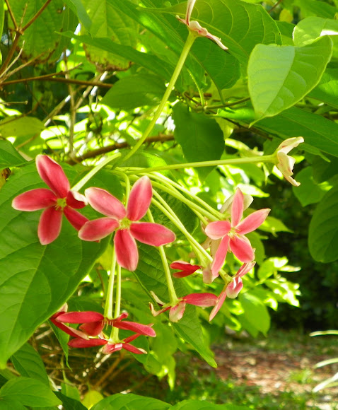 Spotting Image 1