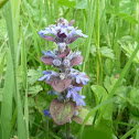 Blue bugle