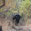 Cape Buffalo