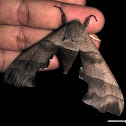 Common Crenulate Hawkmoth (Female)