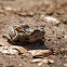 European Common Brown Frog
