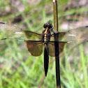 Widow Skimmer