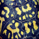 Ornate Box Turtle