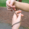 Dekay's Brownsnake