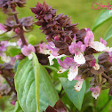 Basil