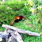 Red Panda