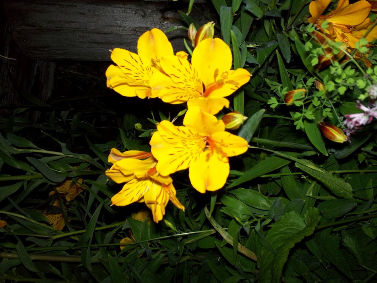 Astromelia (es)