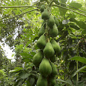 Papaya/Pawpaw