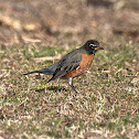 American Robin