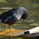 Common Moorhen