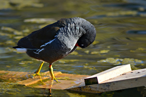 Spotting Image 1