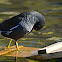 Common Moorhen