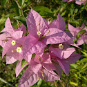 Bougainvilla