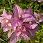 Bougainvilla