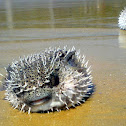 Puffer fish