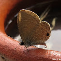 Tailless Lineblue