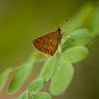 skipper butterfly