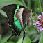 Green-banded Peacock