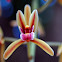 Cymbidium Orchid