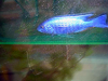 Peces Ciclidos Del Lago Malawi Variedad 