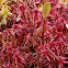 Warnstorf's Peat Moss