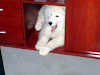 Adiestramiento Canino