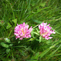 Pink Clover