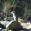 California Ground Squirrel
