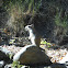 California Ground Squirrel