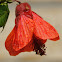 abutilon