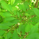 Coca