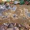 Common brown tooth oak crust mushroom