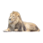 Lions Sleeping Sticker mobile app icon