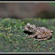 Confusing Green Bush Frog-Male