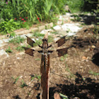 Common Whitetail Dragonfly