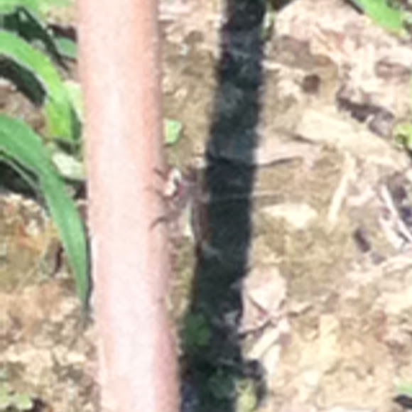 Spotting Image 1