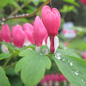 Old-Fashioned Bleeding Heart