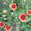 Indian Blanket