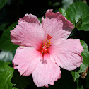 Pink Gumamela