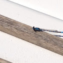 Common Blue Damselfly