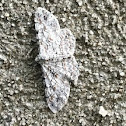 Porcelain gray