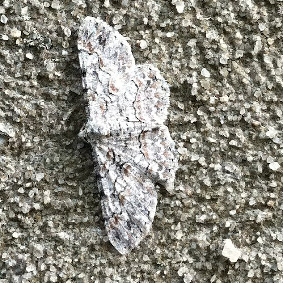 Spotting Image 1