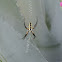 Yellow Garden Spider