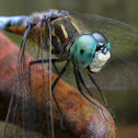 Blue Dasher - male